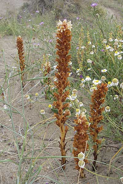 Orobanche kochii \ Kochs Sommerwurz / Koch's Broomrape, F Sète 5.6.2009