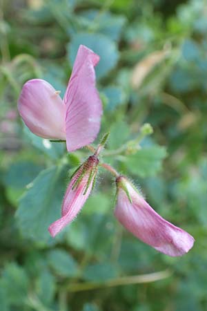 Ononis rotundifolia \ Rundblttrige Hauhechel / Round-Leaved Restharrow, F Pyrenäen/Pyrenees, Segre - Schlucht / Gorge 2.8.2018