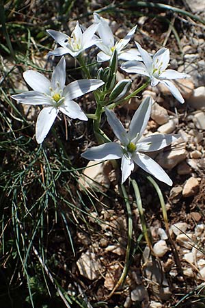 Ornithogalum kochii / Koch's Star of Bethlehem, F Saint Hubert 3.5.2023