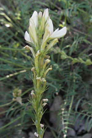 Onobrychis saxatilis \ Felsen-Esparsette, F Serres 10.6.2006