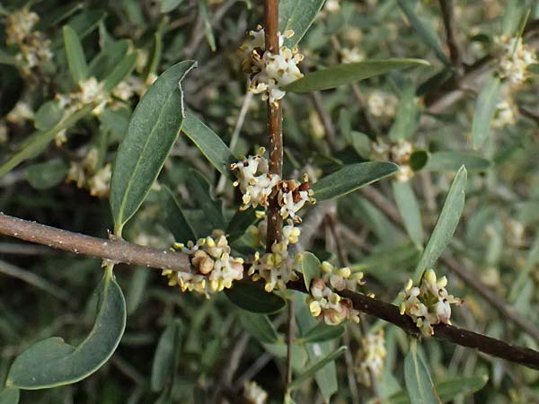 Olea sylvestris \ Wilder lbaum / Oleaster, F St. Martin-de-Crau 17.3.2024