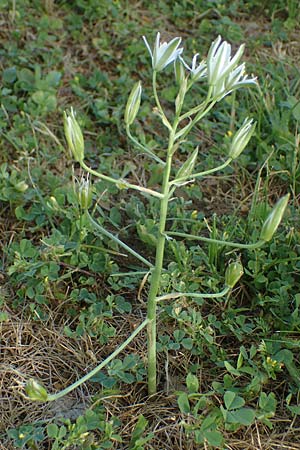 Ornithogalum divergens \ Spreizender Dolden-Milchstern / Lesser Star of Bethlehem, F Sisteron 3.5.2023