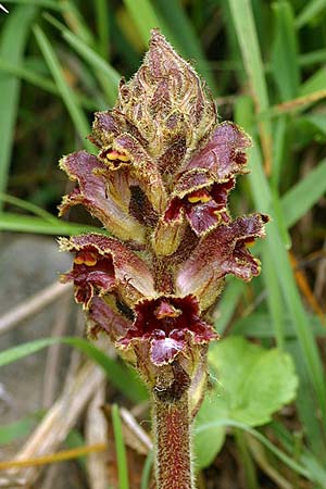 Orobanche variegata \ Bunte Sommerwurz / Variegated Broomrape, F Col de l'Alpe 30.6.2007 (Photo: Uwe & Katja Grabner)