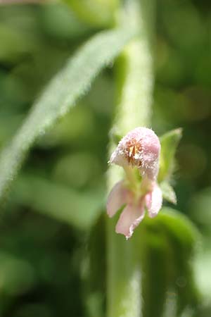 Odontites vulgaris \ Spter Zahntrost, Gewhnlicher Zahntrost, F Pyrenäen, Segre - Schlucht 2.8.2018