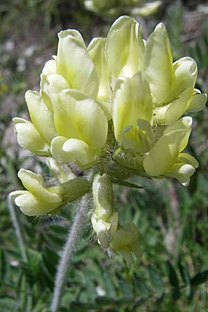 Oxytropis pilosa \ Zottige Fahnenwicke, Steppen-Spitzkiel / Wooly Milk-Vetch, F Queyras, Vieille Ville 22.6.2008