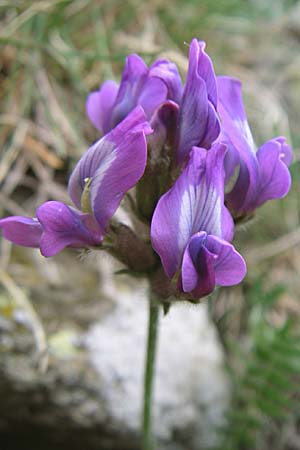 Oxytropis halleri / Haller's Oxytropis, Purple Mountain Milk-Vetch, F Pyrenees, Eyne 25.6.2008