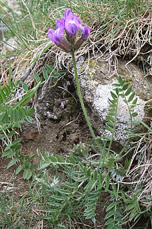 Oxytropis halleri \ Hallers Spitzkiel / Haller's Oxytropis, Purple Mountain Milk-Vetch, F Pyrenäen/Pyrenees, Eyne 25.6.2008