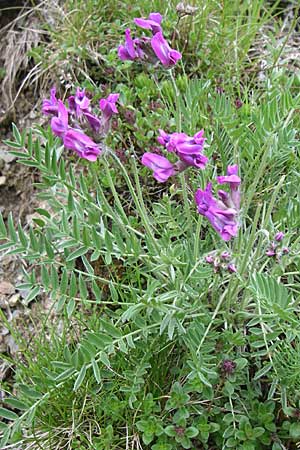 Oxytropis halleri \ Hallers Spitzkiel, F Pyrenäen, Eyne 25.6.2008