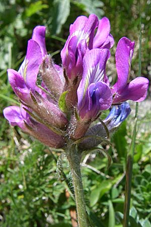 Oxytropis halleri \ Hallers Spitzkiel, F Pyrenäen, Eyne 25.6.2008