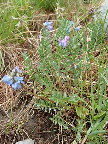 Oxytropis helvetica \ Schweizer Spitzkiel, Armbltige Fahnenwicke / Swiss Milk-Vetch, F Col de la Bonette 8.7.2016