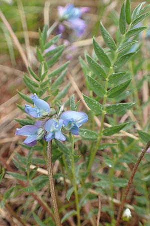 Oxytropis helvetica \ Schweizer Spitzkiel, Armbltige Fahnenwicke / Swiss Milk-Vetch, F Col de la Bonette 8.7.2016