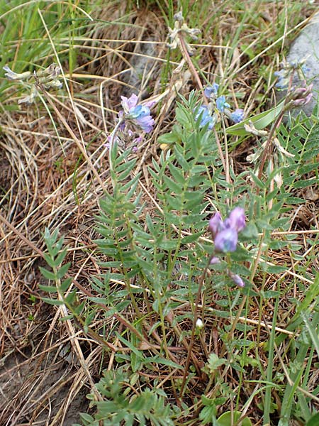 Oxytropis helvetica \ Schweizer Spitzkiel, Armbltige Fahnenwicke, F Col de la Bonette 8.7.2016