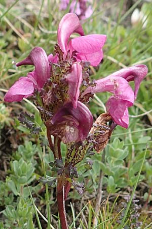 Pedicularis kerneri \ Bndner Lusekraut, Kerners Lusekraut / Kerner's Lousewort, F Col de la Bonette 8.7.2016