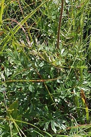 Pulsatilla alpina subsp. alpina \ Alpen-Kuhschelle, Alpen-Anemone, F Vogesen, Grand Ballon 2.7.2018