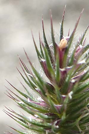 Phleum rhaeticum \ Rtisches Alpen-Lieschgras, F Pyrenäen, Canigou 24.7.2018