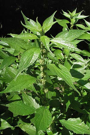 Parietaria officinalis \ Aufrechtes Glaskraut / Common Pellitory-of-the-Wall, F Allevard 11.6.2006