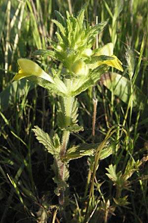 Bellardia viscosa \ Gelbes Teerkraut, Gelbe Bartschie / Yellow Balm, Yellow Bartsia, F Maures, Bois de Rouquan 12.5.2007