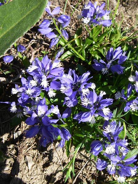 Polygala alpestris \ Voralpen-Kreuzblume, Berg-Kreuzblmchen / Alpine Milkwort, F Col de Gleize 22.6.2008