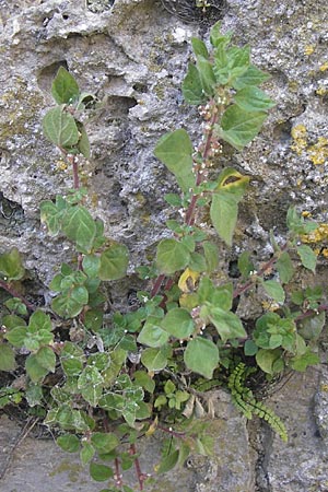 Parietaria judaica \ stiges Glaskraut, Mauer-Glaskraut / Pellitory-of-the-Wall, F La Couvertoirade 27.5.2009