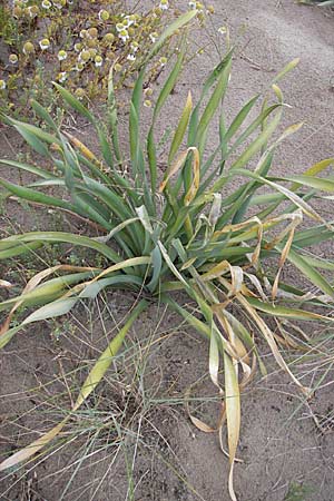 Pancratium maritimum \ Pankrazlilie, Dnen-Trichternarzisse / Sea Daffodil, F Sète 5.6.2009