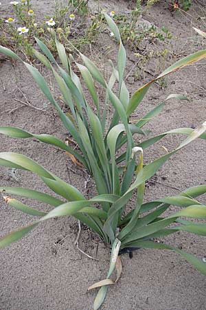 Pancratium maritimum \ Pankrazlilie, Dnen-Trichternarzisse / Sea Daffodil, F Sète 5.6.2009