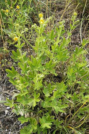 Potentilla intermedia \ Mittleres Fingerkraut / Downy Cinquefoil, Russian Cinquefoil, F Elsass/Alsace, Blodelsheim 9.6.2010