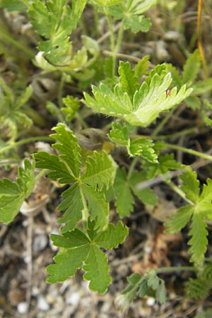 Potentilla intermedia \ Mittleres Fingerkraut / Downy Cinquefoil, Russian Cinquefoil, F Elsass/Alsace, Blodelsheim 9.6.2010