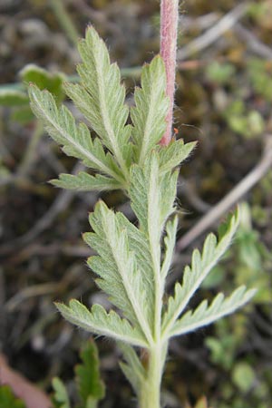 Potentilla intermedia / Downy Cinquefoil, Russian Cinquefoil, F Alsace, Blodelsheim 9.6.2010