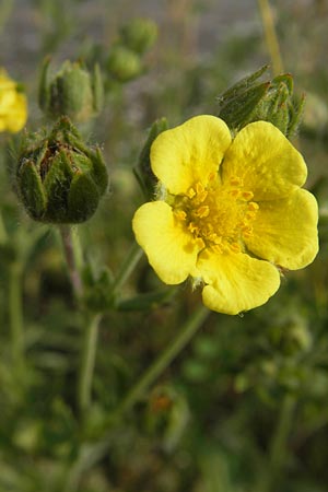 Potentilla intermedia \ Mittleres Fingerkraut / Downy Cinquefoil, Russian Cinquefoil, F Elsass/Alsace, Blodelsheim 9.6.2010