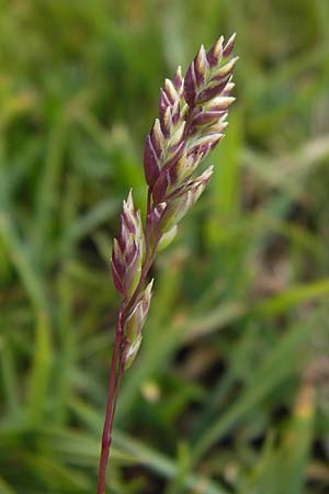 Poa alpina \ Alpen-Rispengras / Alpine Meadow Grass, F Col de la Bonette 8.7.2016