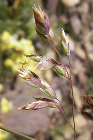 Poa alpina \ Alpen-Rispengras / Alpine Meadow Grass, F Col de la Bonette 8.7.2016