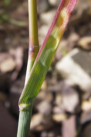 Poa alpina \ Alpen-Rispengras / Alpine Meadow Grass, F Col de la Bonette 8.7.2016