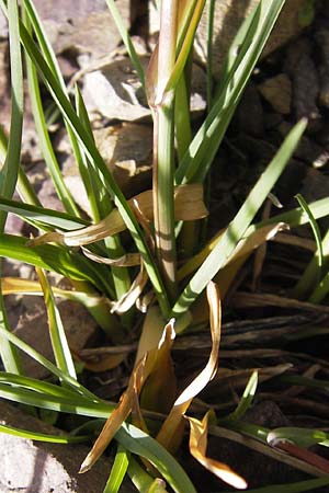 Poa alpina \ Alpen-Rispengras / Alpine Meadow Grass, F Col de la Bonette 8.7.2016