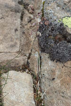 Poa alpina \ Alpen-Rispengras / Alpine Meadow Grass, F Col de la Bonette 8.7.2016