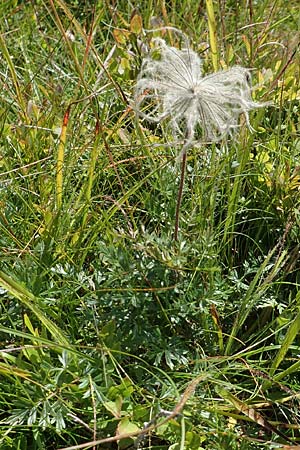 Pulsatilla alpina subsp. alpina \ Alpen-Kuhschelle, Alpen-Anemone, F Vogesen, Grand Ballon 2.7.2018