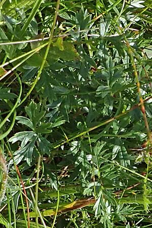 Pulsatilla alpina subsp. alpina \ Alpen-Kuhschelle, Alpen-Anemone, F Vogesen, Grand Ballon 2.7.2018