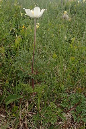 Pulsatilla alpina subsp. alpina \ Alpen-Kuhschelle, Alpen-Anemone, F Vogesen, Grand Ballon 18.6.2019