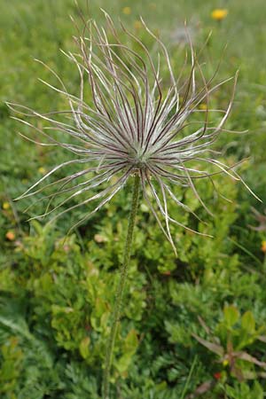 Pulsatilla alpina subsp. alpina \ Alpen-Kuhschelle, Alpen-Anemone / Alpine Pasque-Flower, F Vogesen/Vosges, Grand Ballon 18.6.2019