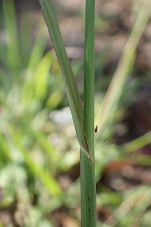 Paspalum dilatatum \ Brasilianische Hirse, F Maures, Les Mayons 8.10.2021