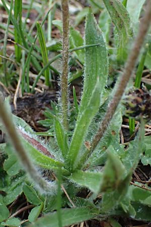 Plantago atrata subsp. fuscescens \ Brunlicher Wegerich / Brownish Plantain, F Col de Gleize 29.4.2023