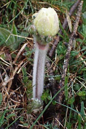 Pulsatilla alpina subsp. millefoliata \ Vielzipfelige Alpen-Kuhschelle / Manyleaf Western Alpine Pasque-Flower, F Molines-en-Queyras 30.4.2023