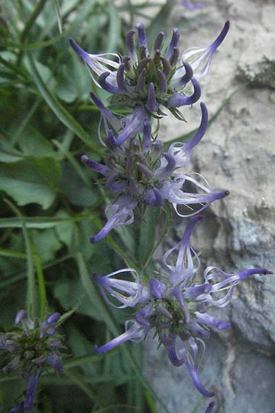 Phyteuma charmelii \ Charmeils Teufelskralle / Charmeil's Rampion, F Serres 10.6.2006