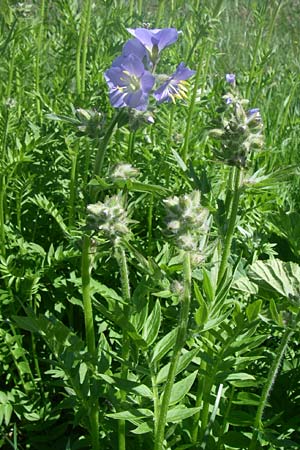 Polemonium caeruleum / Jacob's Ladder, Greek Valerian, F Col de Lautaret Botan. Gar. 28.6.2008