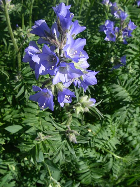 Polemonium caeruleum \ Blaue Himmelsleiter, Sperrkraut / Jacob's Ladder, Greek Valerian, F Col de Lautaret Botan. Gar. 28.6.2008