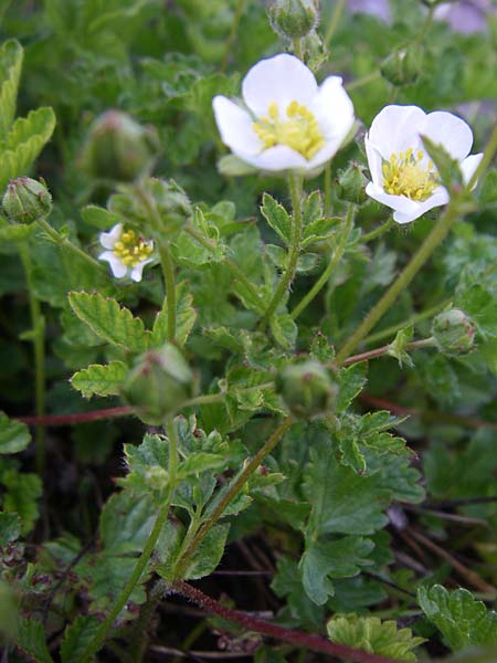 Potentilla corsica \ Korsika-Fingerkraut / Corsian Cinquefoil, F Col de Lautaret Botan. Gar. 28.6.2008