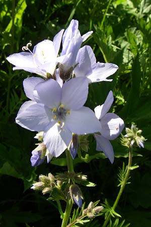 Polemonium caeruleum / Jacob's Ladder, Greek Valerian, F Col de Lautaret Botan. Gar. 28.6.2008