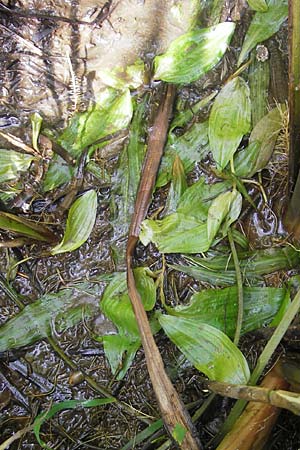 Potamogeton coloratus / Fen Pontweed, F Wissembourg 10.7.2010