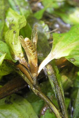 Potamogeton coloratus / Fen Pontweed, F Wissembourg 10.7.2010