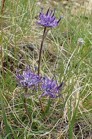 Phyteuma charmelii \ Charmeils Teufelskralle / Charmeil's Rampion, F Col de la Bonette 8.7.2016