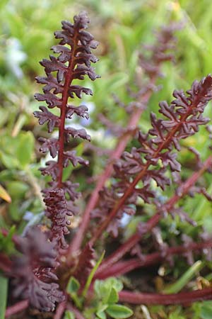 Pedicularis kerneri \ Bndner Lusekraut, Kerners Lusekraut / Kerner's Lousewort, F Col de la Bonette 8.7.2016